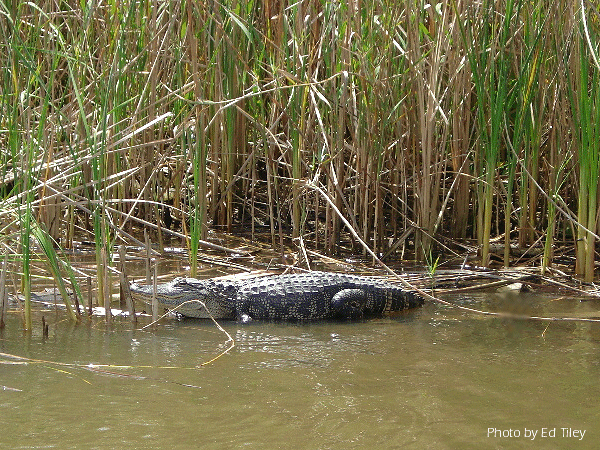 Alligators and other wildlife abound in the Apalachicola River Basin